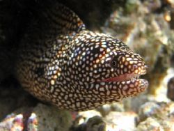 Moray Eel taken in the shallows Rarotonga.
Olympus C4040... by Quentin Long 